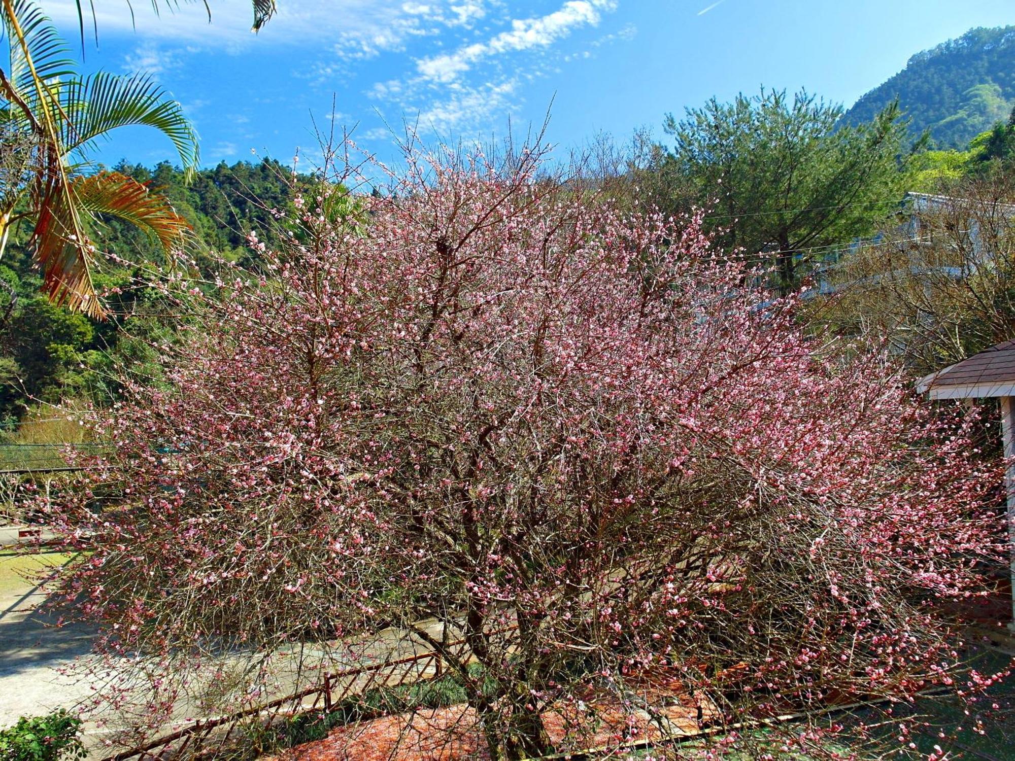 Li Jin Kuan Homestay Nanzhuang Eksteriør bilde