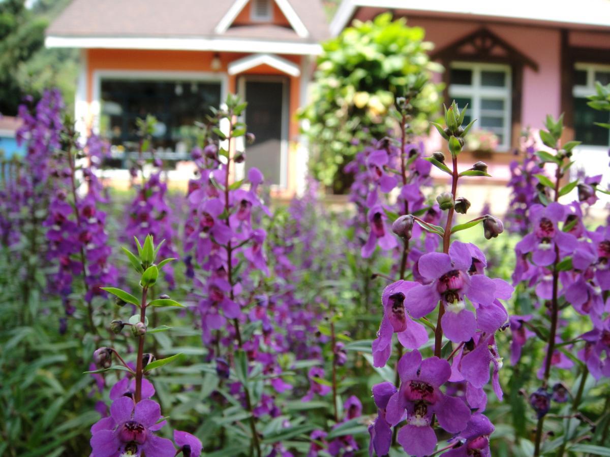 Li Jin Kuan Homestay Nanzhuang Eksteriør bilde